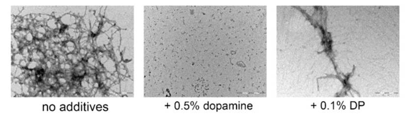 α-Synuclein Fibrillation