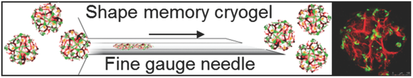 Injectable cryogel scaffolds